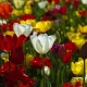 Ontdek de verborgen schatten van deze tuinplantenaanbieder